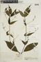 Ruellia potamophila image