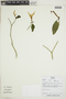 Pachystachys azaleiflora image