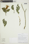 Pachystachys azaleiflora image