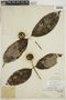 Alibertia bertierifolia image
