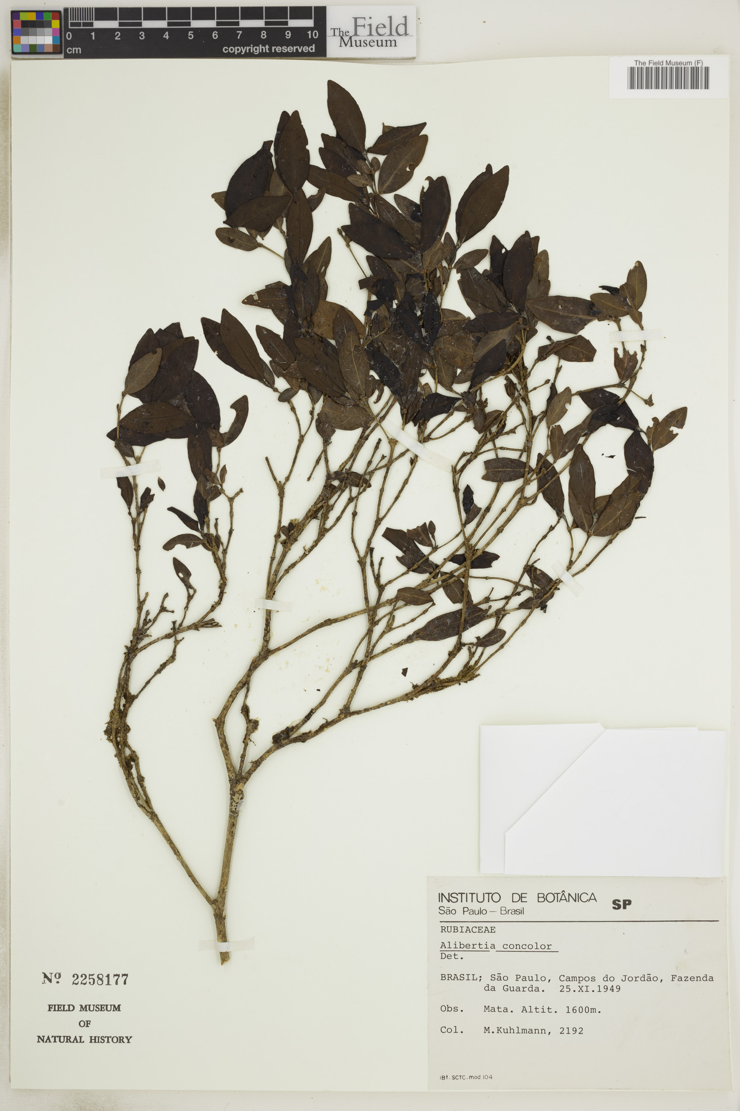 Alibertia concolor image