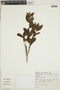 Alibertia concolor image