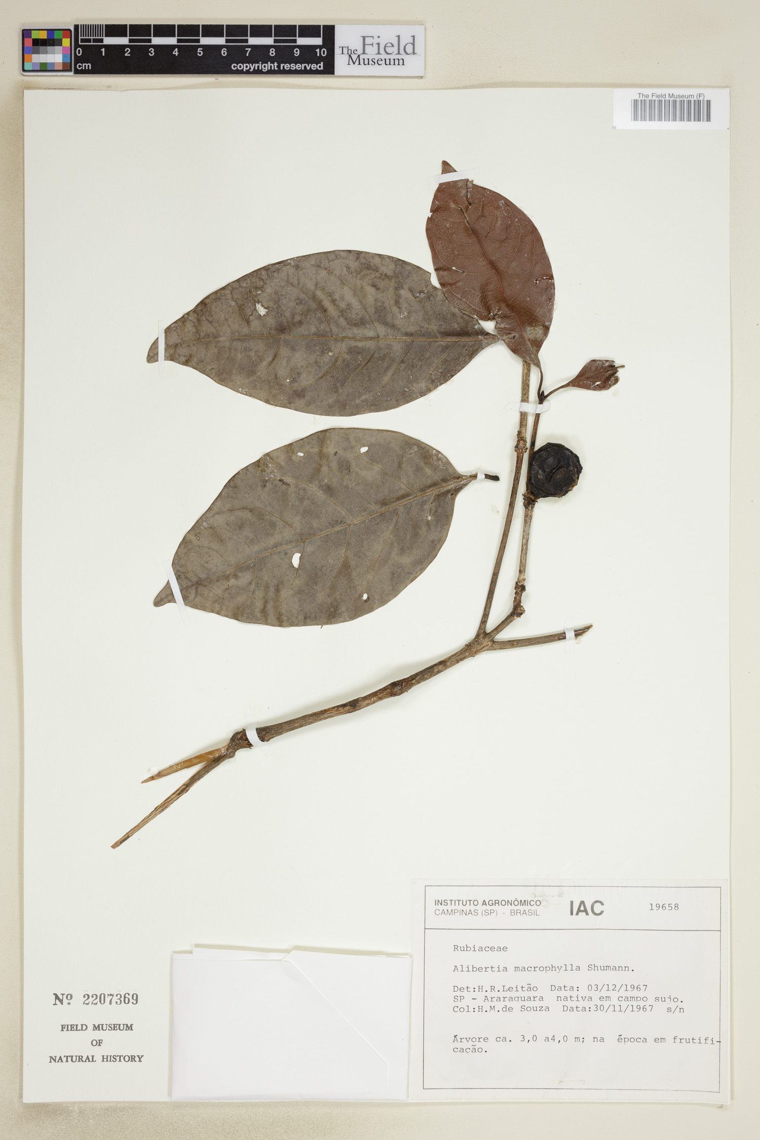 Alibertia macrophylla image