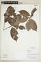 Alibertia myrciifolia image