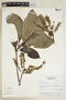 Alseis latifolia image