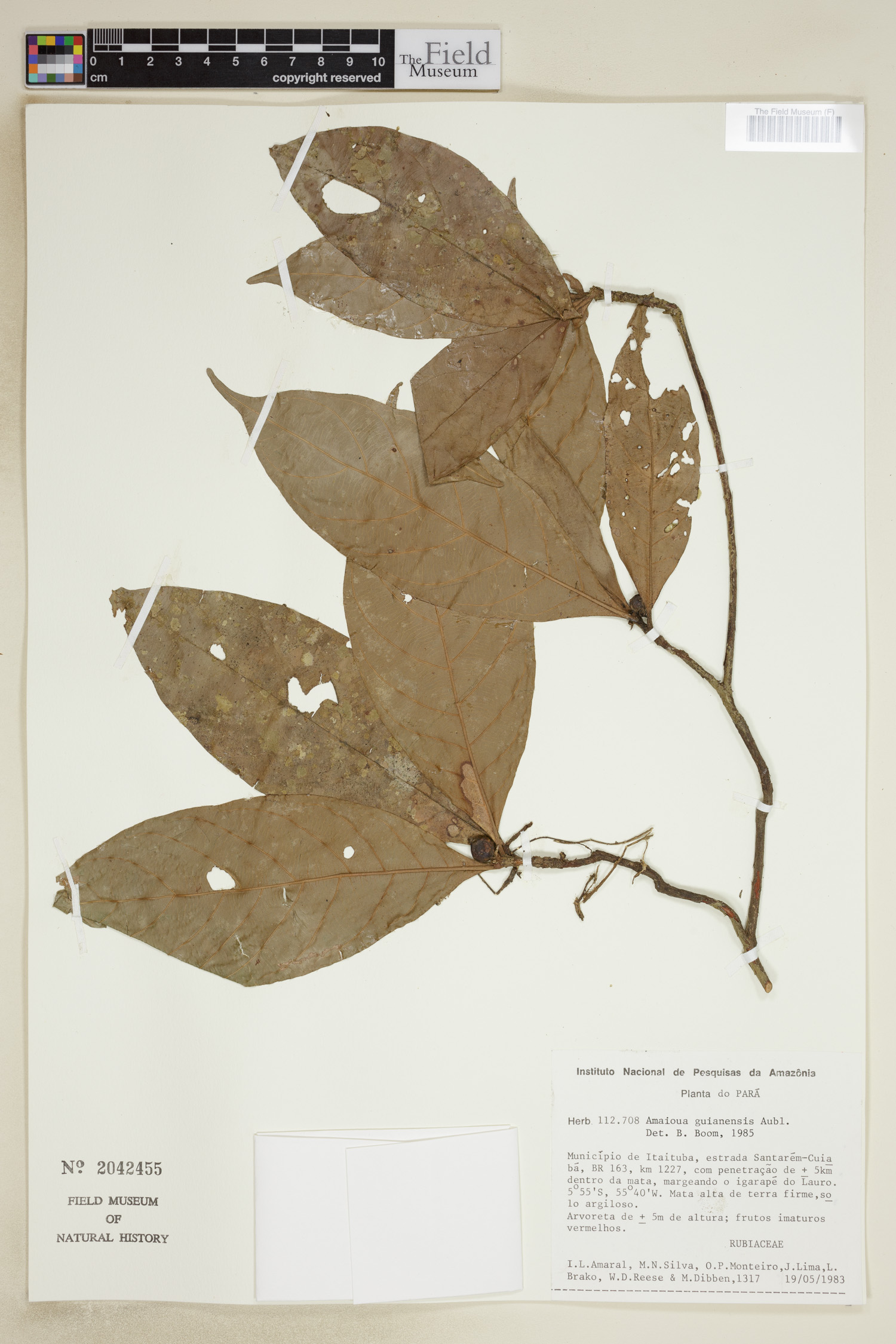 Amaioua guianensis image