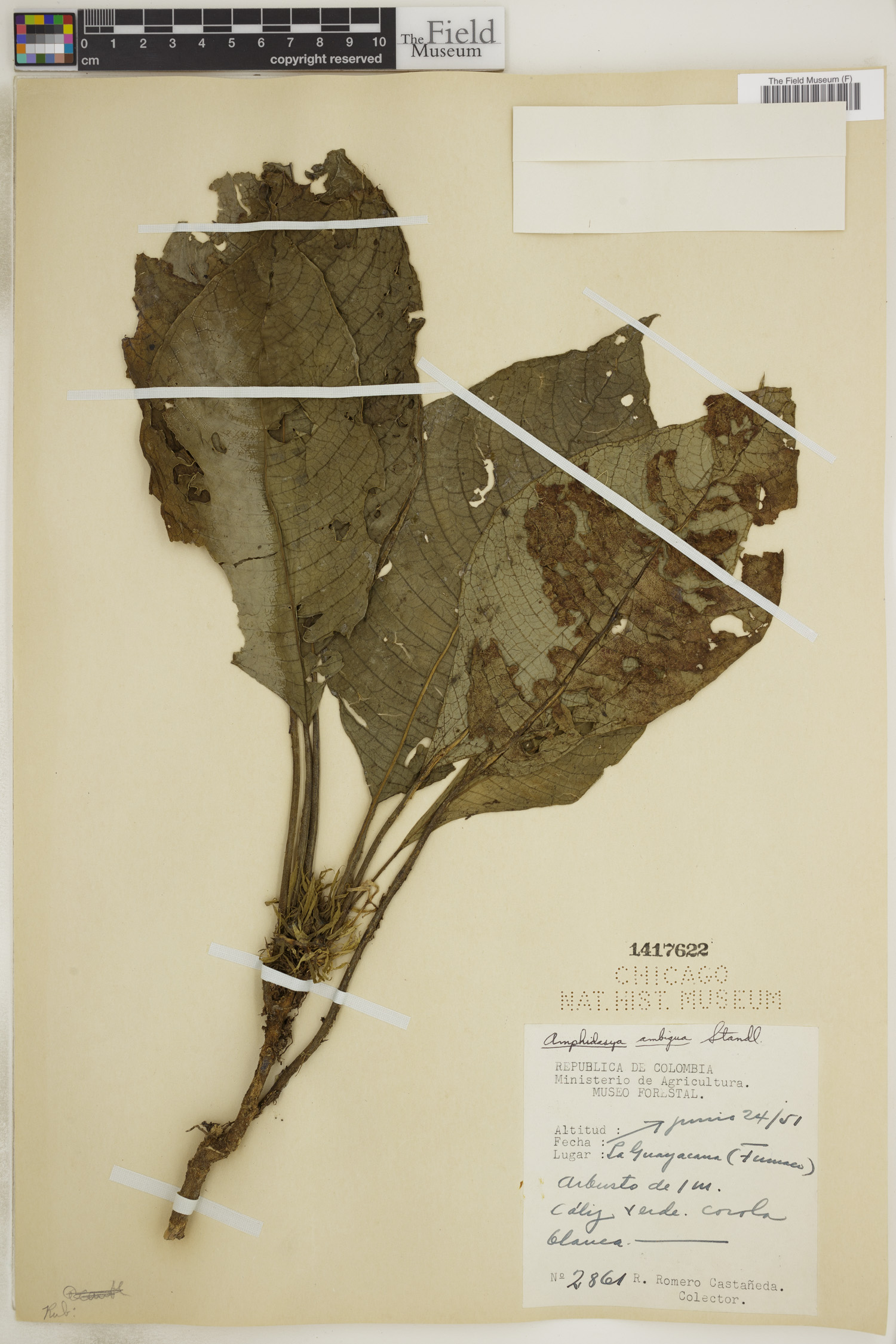 Amphidasya ambigua image
