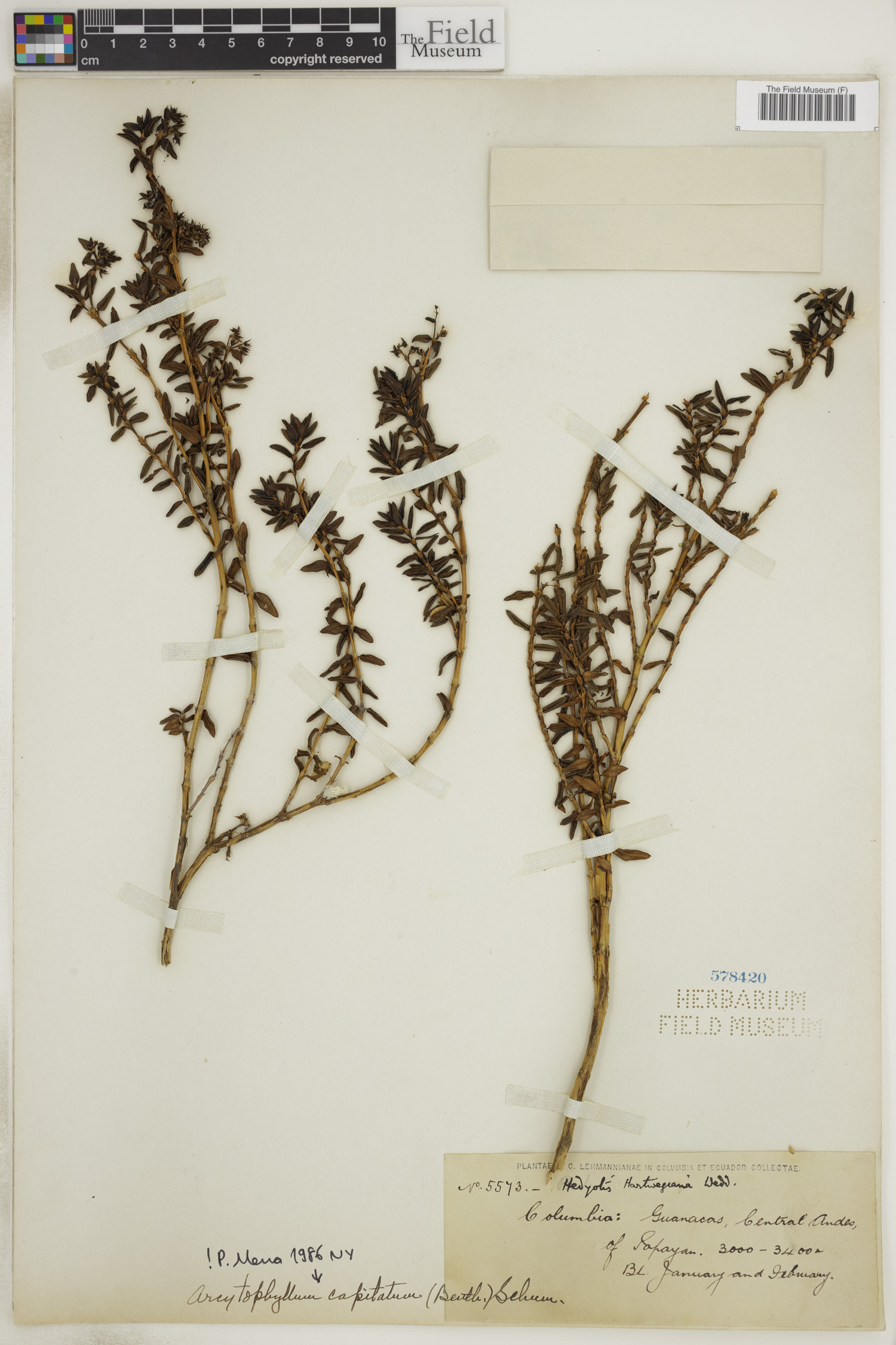 Arcytophyllum capitatum image