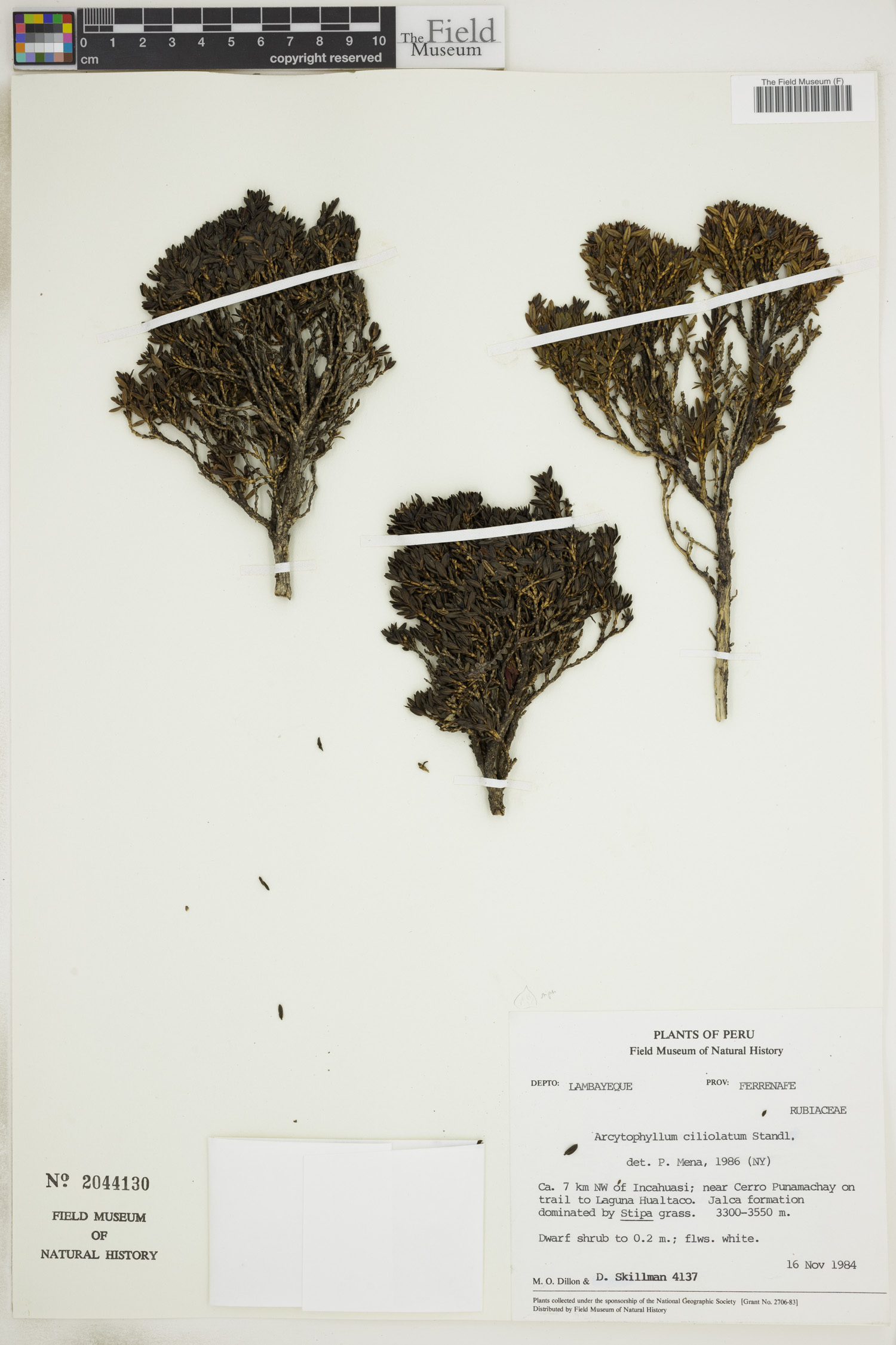 Arcytophyllum ciliolatum image