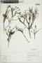 Arcytophyllum ericoides image
