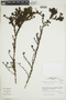 Arcytophyllum ericoides image