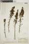 Arcytophyllum nitidum image