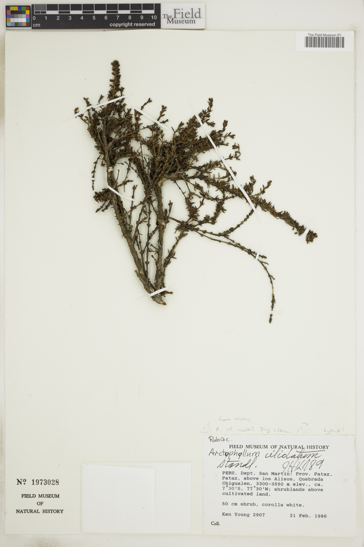 Arcytophyllum rivetii image