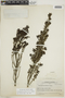 Arcytophyllum setosum image