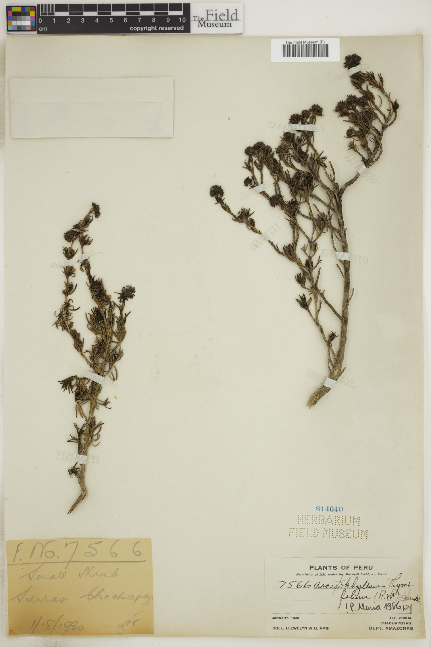 Arcytophyllum thymifolium image
