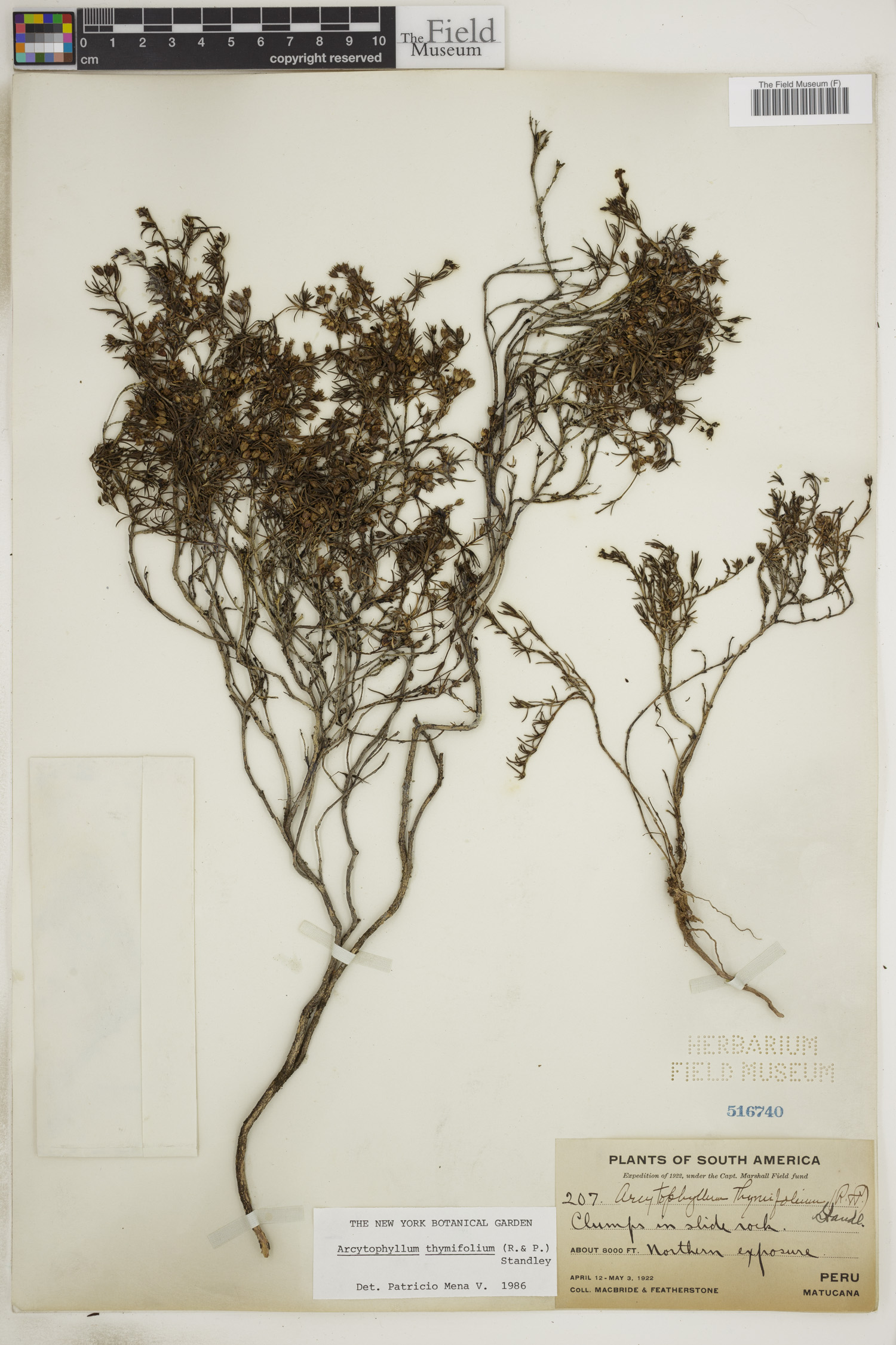 Arcytophyllum thymifolium image
