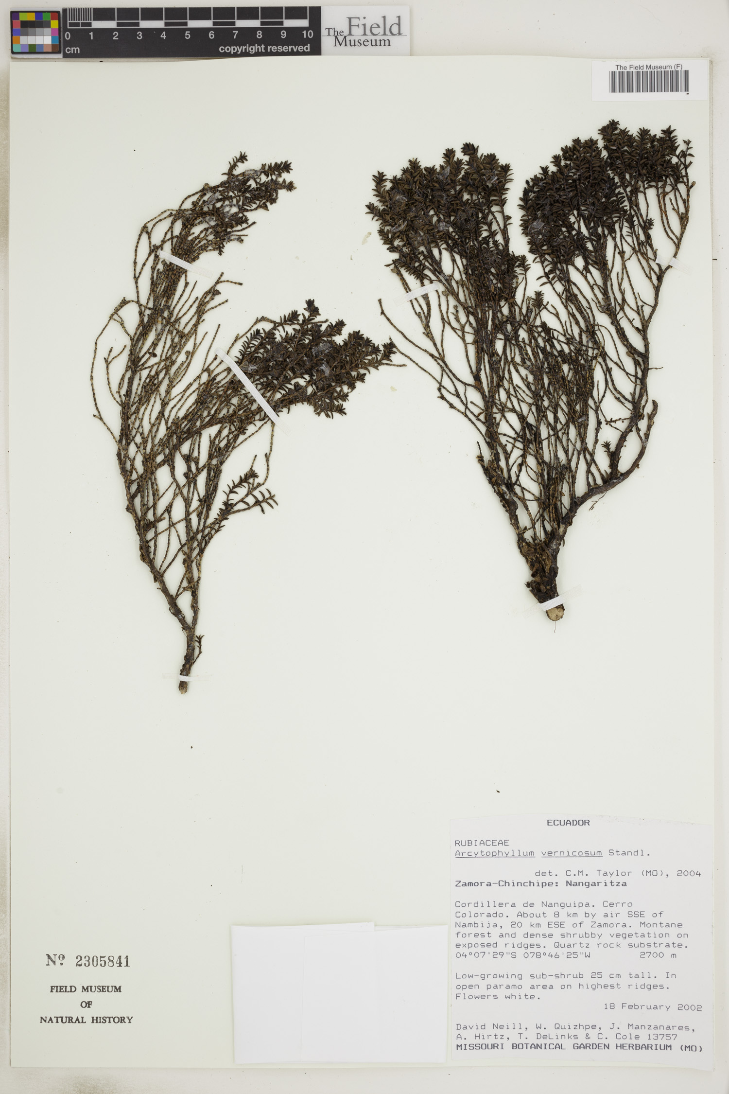 Arcytophyllum vernicosum image