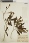 Augusta longifolia image