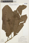 Schizocalyx obovatus image
