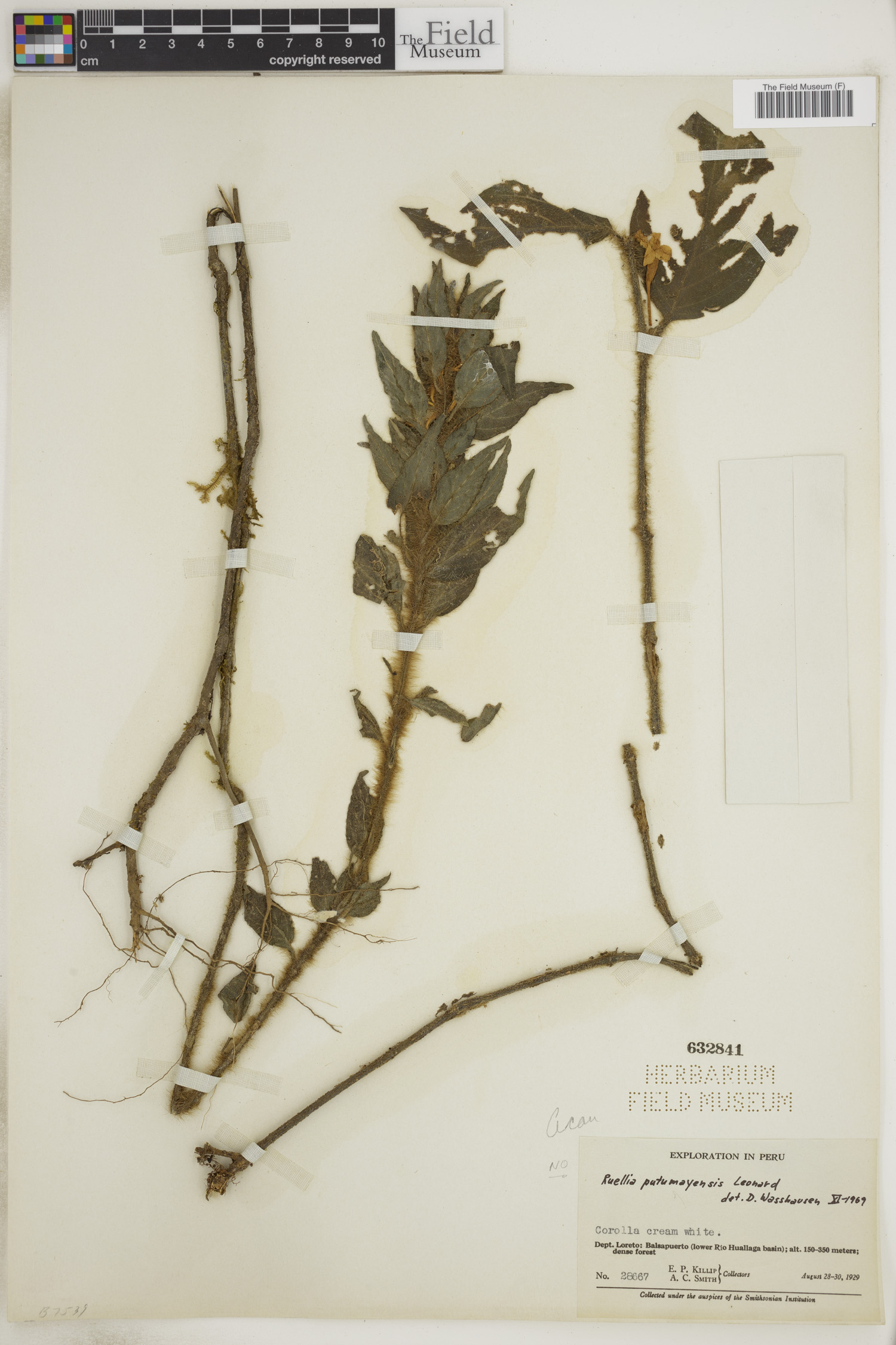 Ruellia putumayensis image