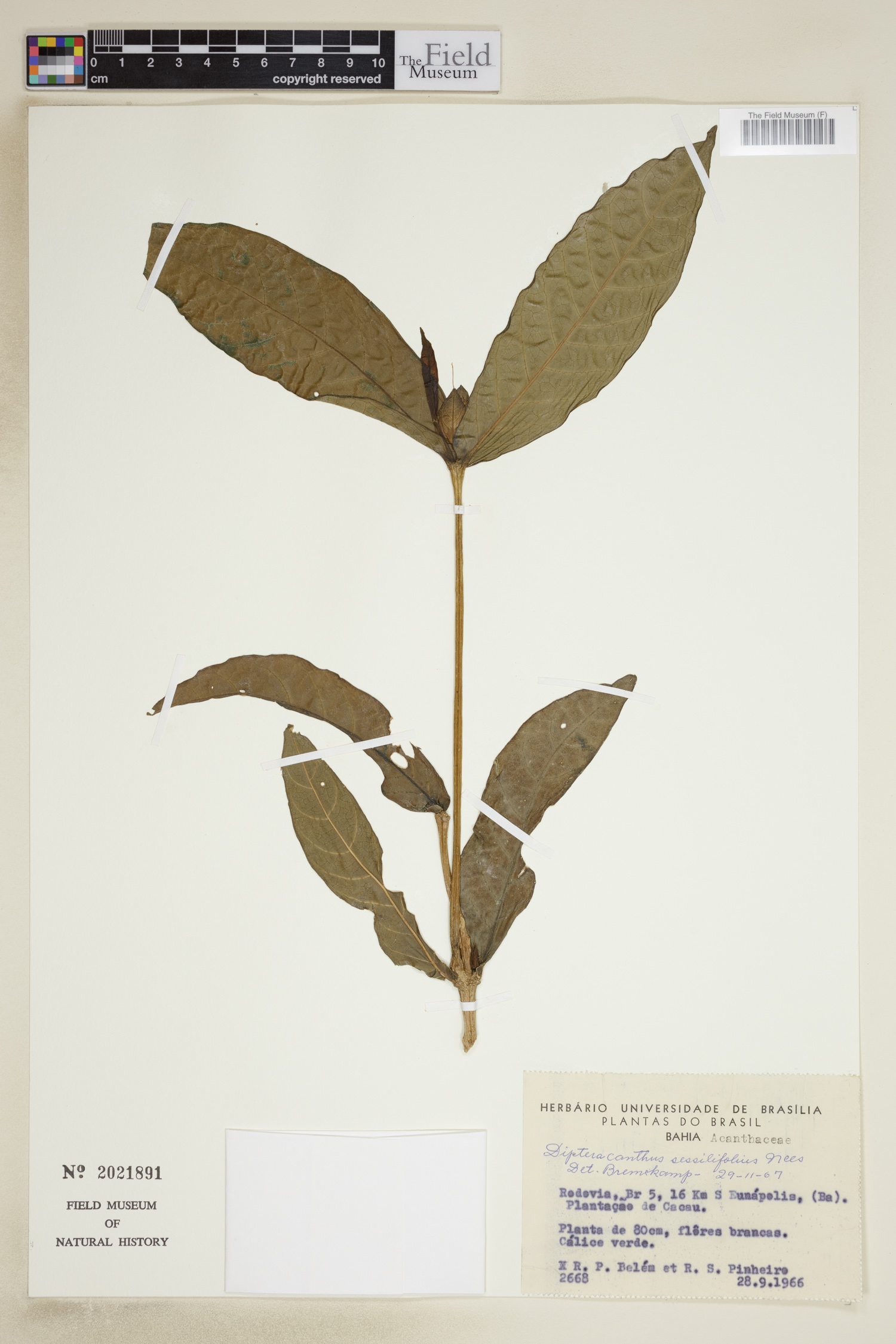 Ruellia sessilifolia image
