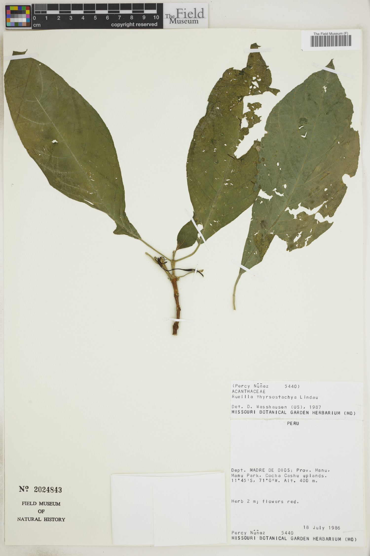 Ruellia thyrsostachya image