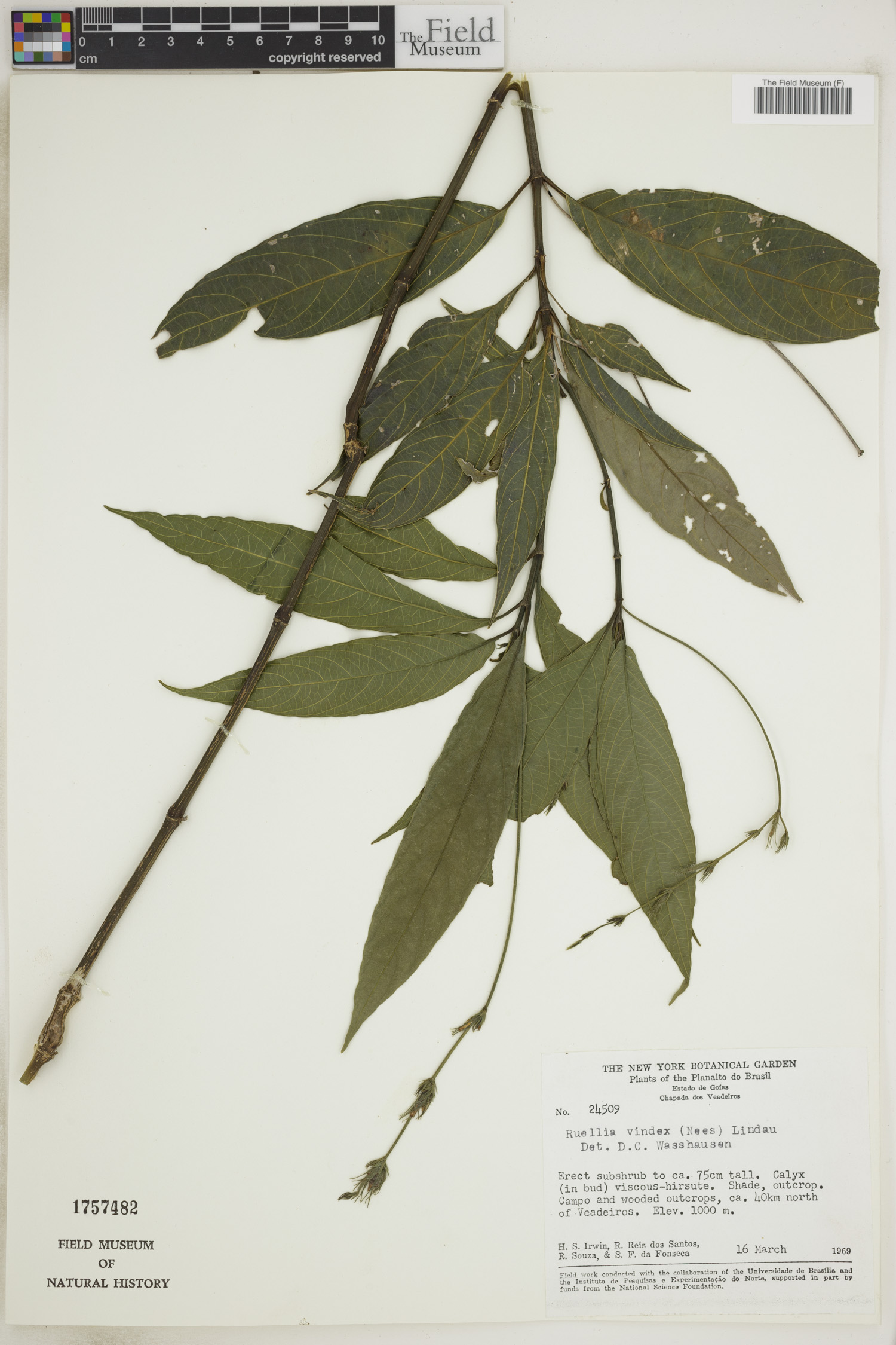 Ruellia geminiflora var. angustifolia image