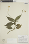 Ruellia geminiflora var. angustifolia image
