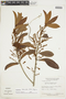 Cybianthus blanchetii image