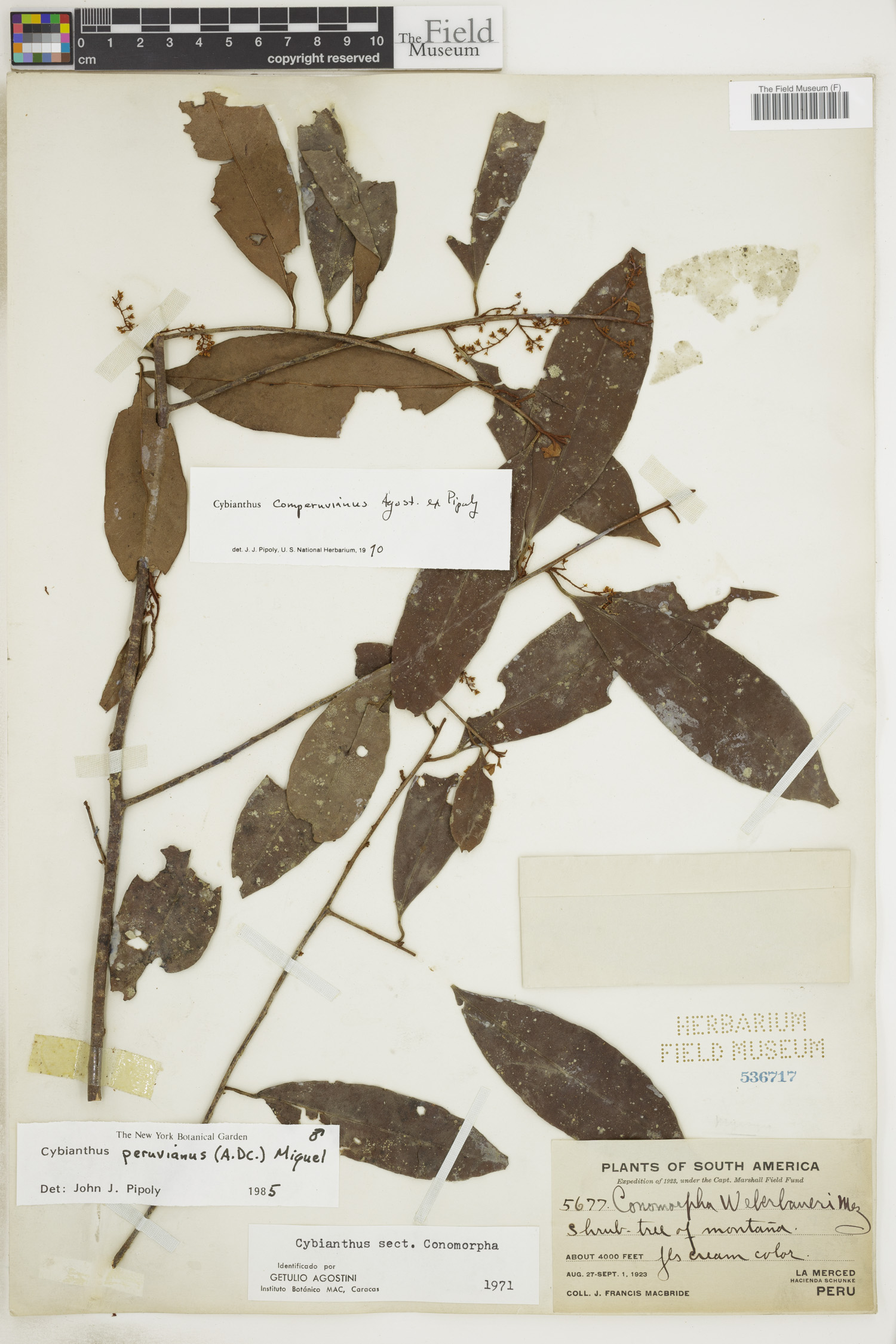 Cybianthus comperuvianus image