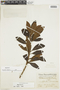 Cybianthus coriaceus image