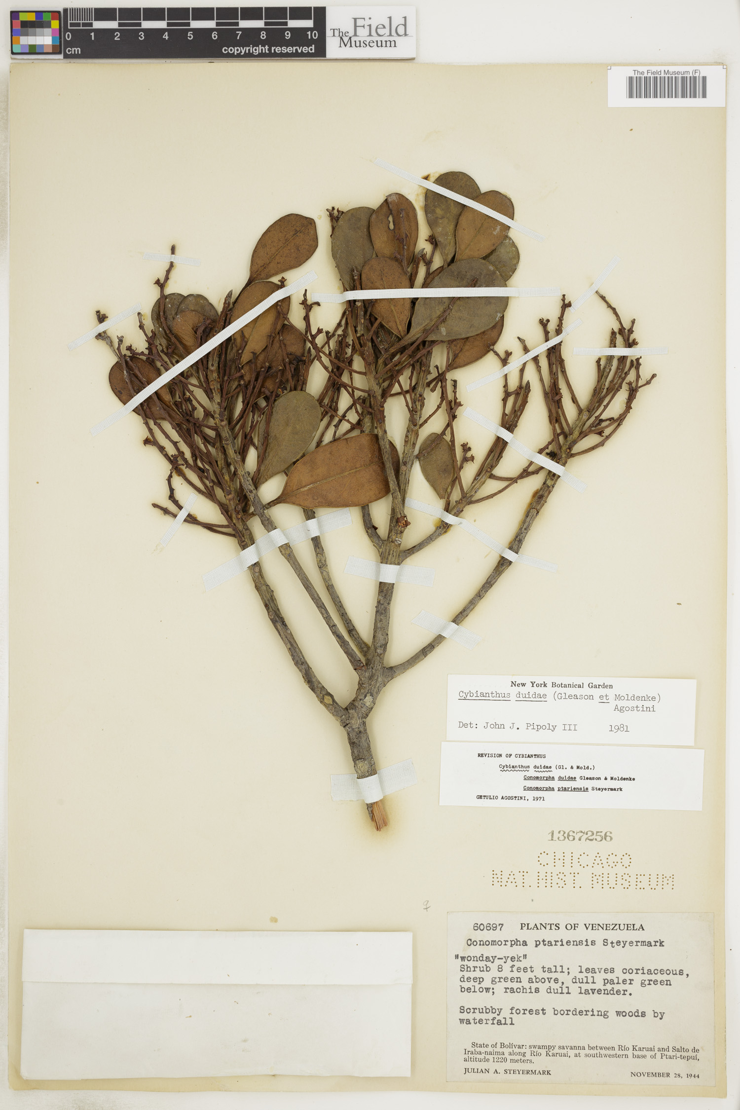 Cybianthus duidae image