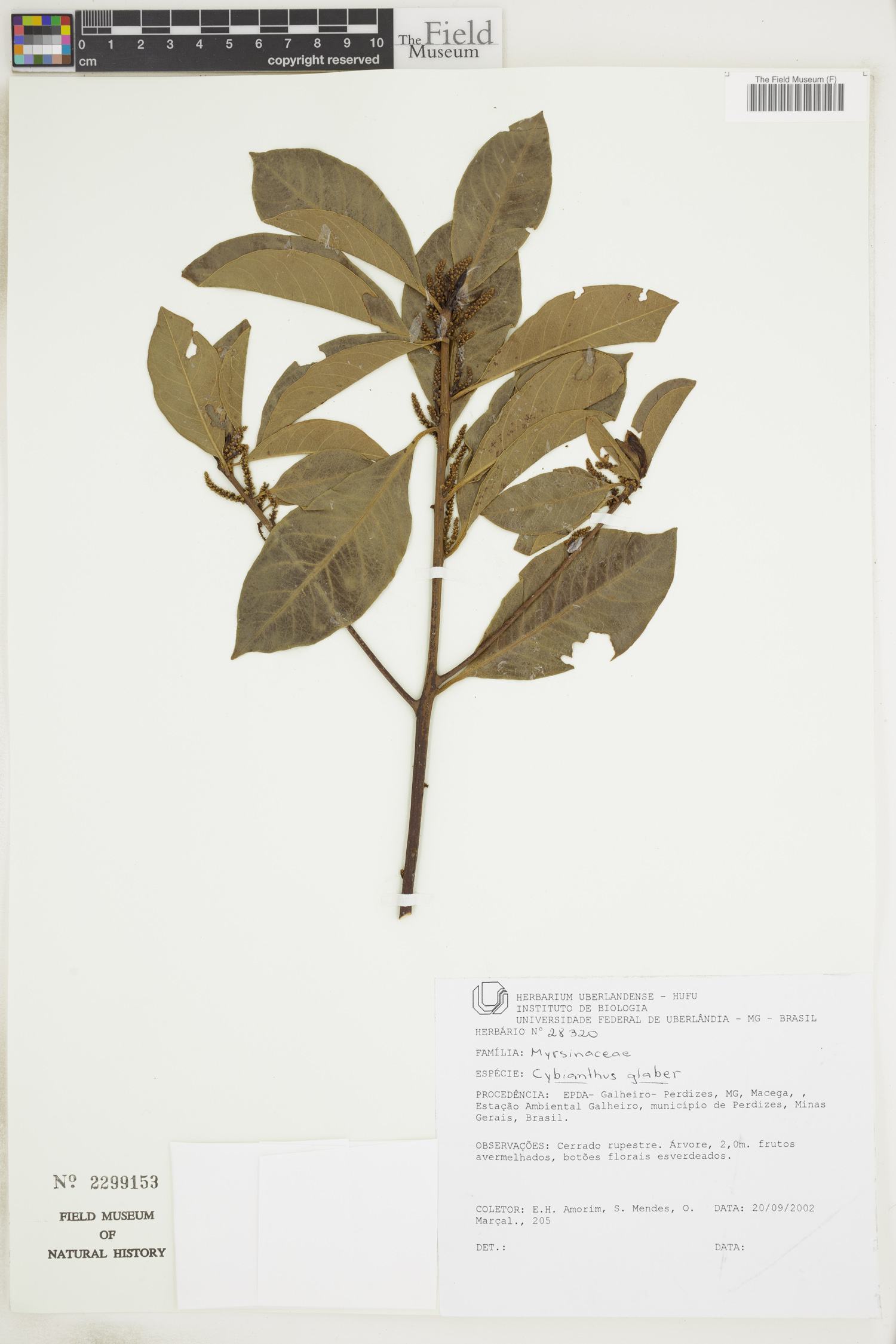 Cybianthus glaber image