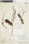 Cybianthus goyazensis image