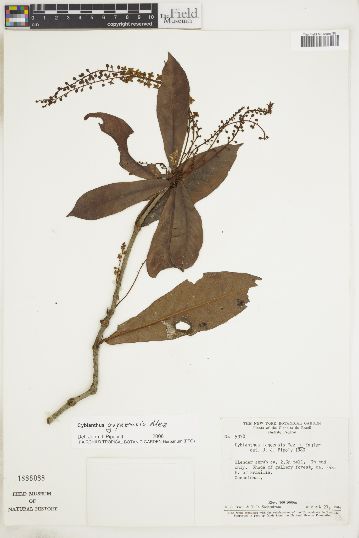 Cybianthus goyazensis image