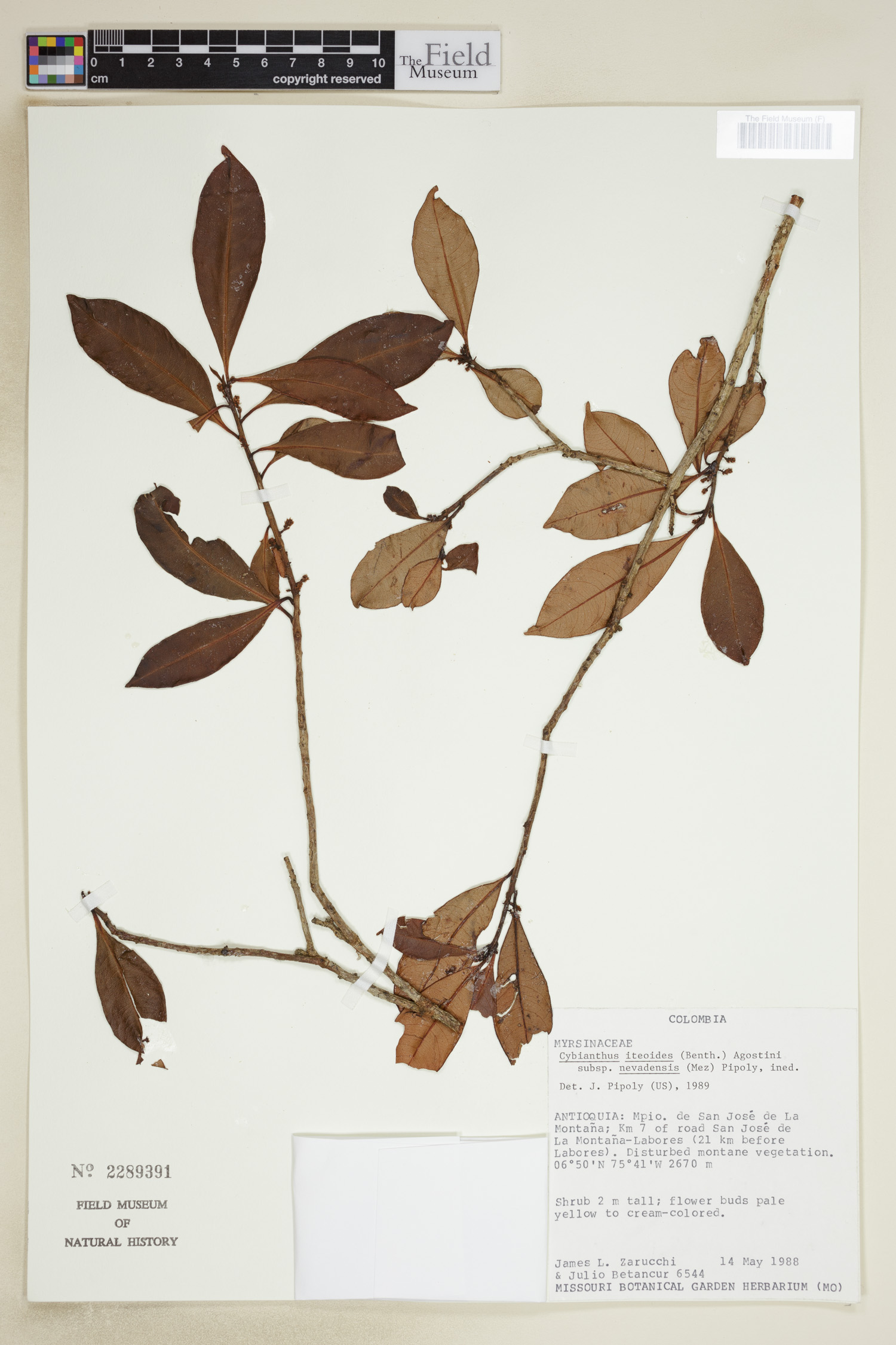 Cybianthus iteoides image