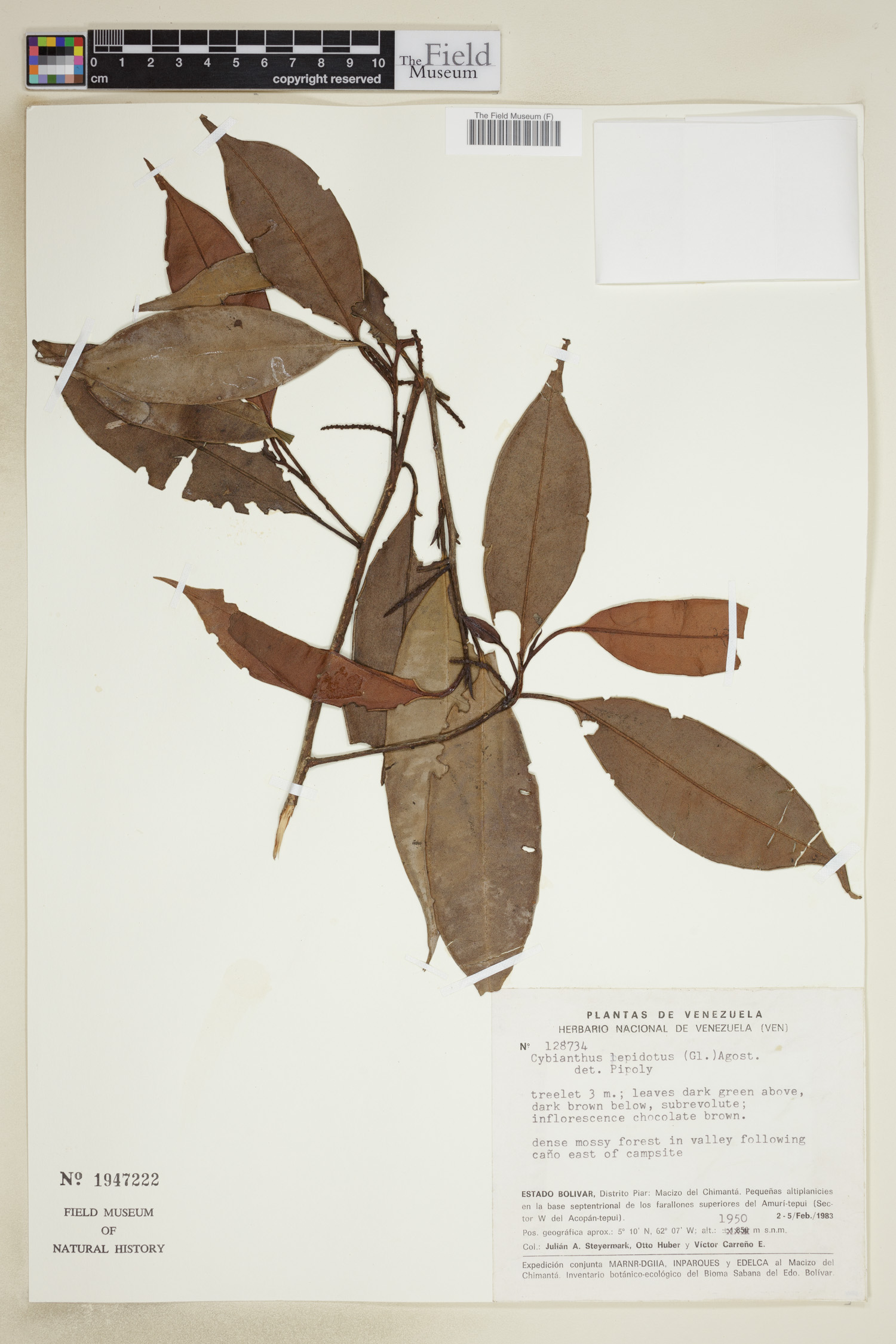 Cybianthus lepidotus image