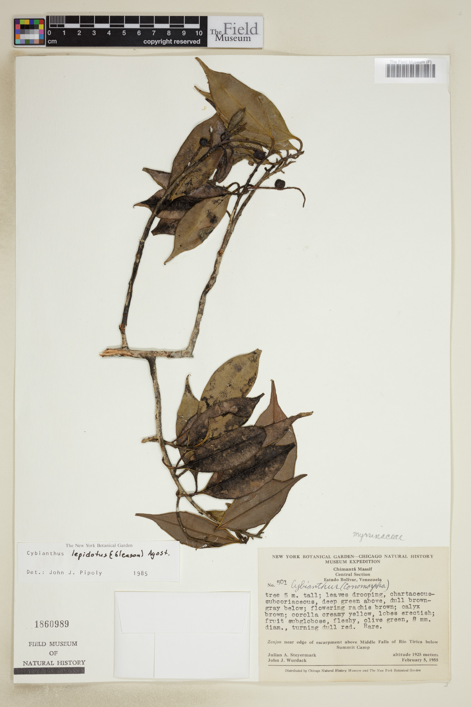 Cybianthus lepidotus image