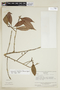 Cybianthus lepidotus image