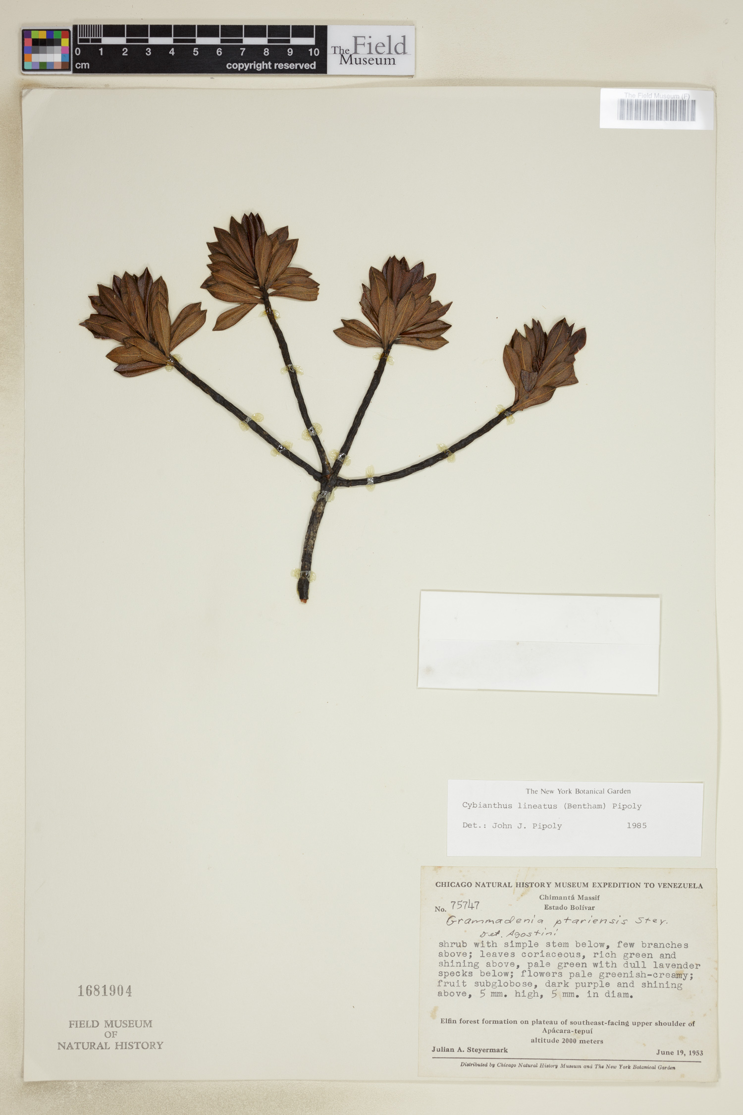 Cybianthus lineatus image