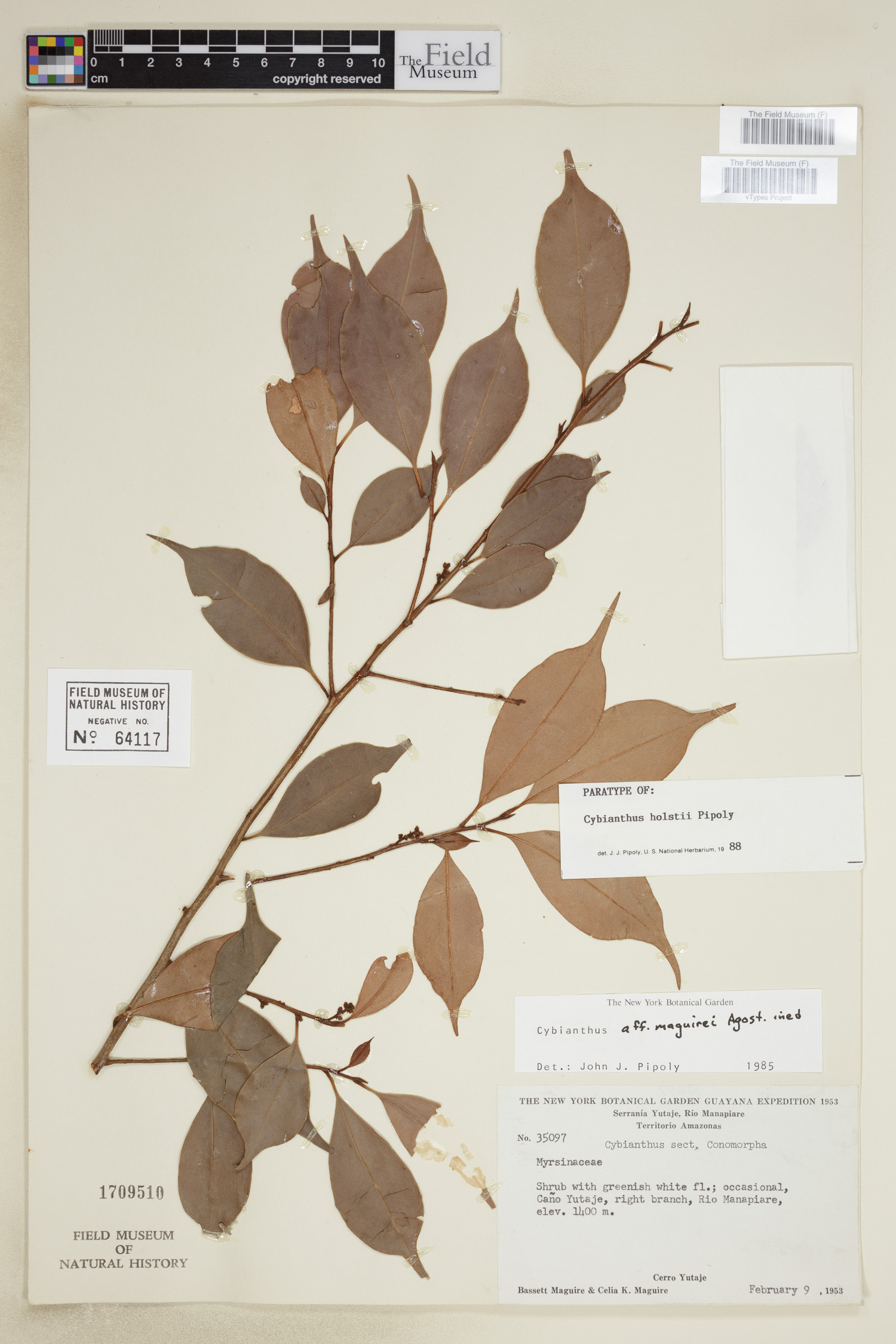 Cybianthus holstii image