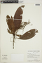 Cybianthus nitidus image