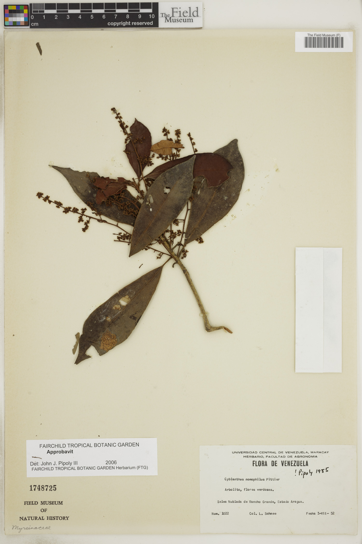 Cybianthus nemophilus image