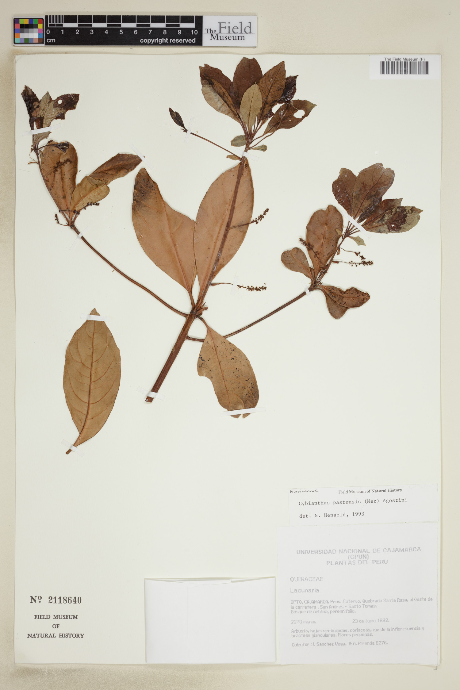 Cybianthus pastensis image