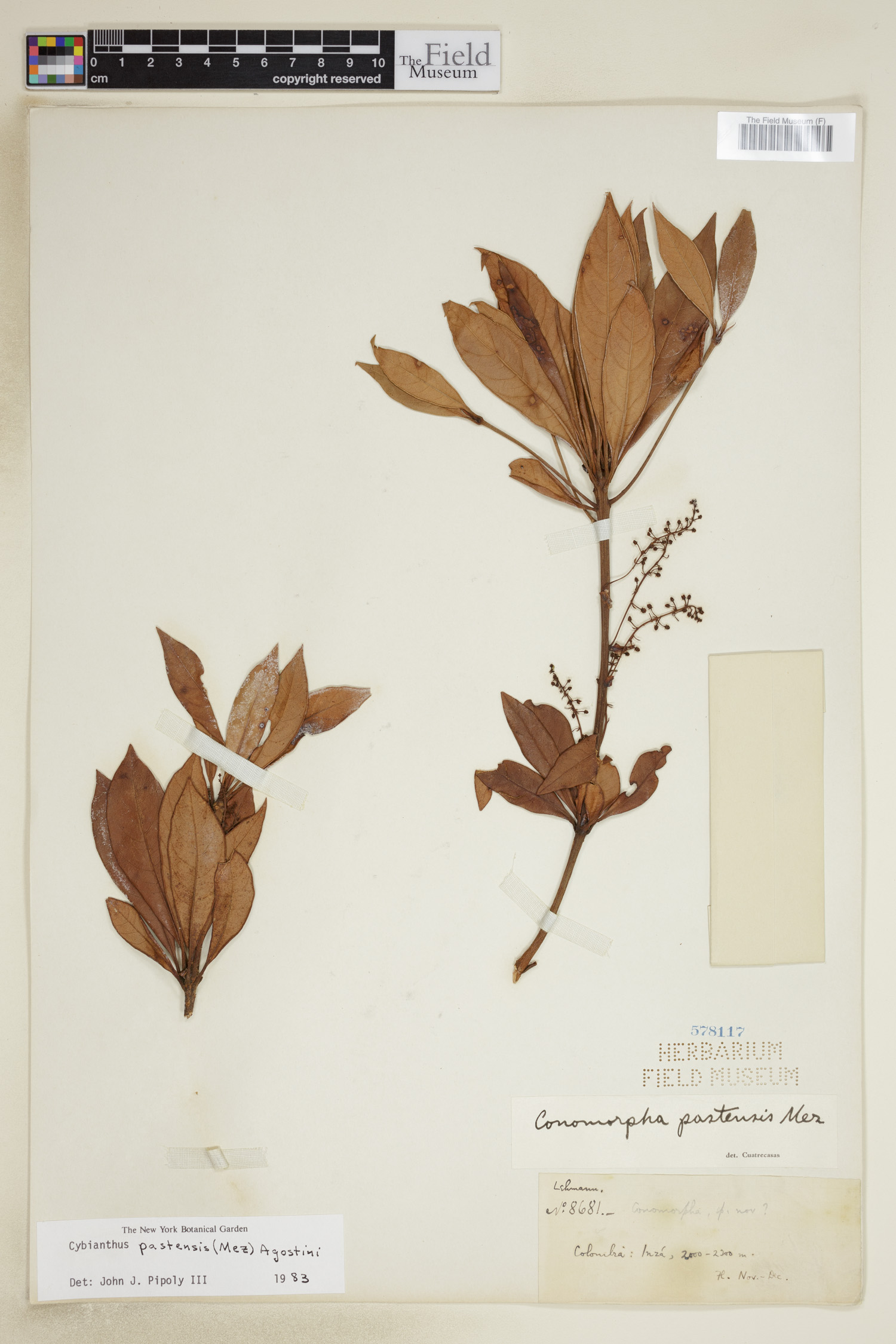 Cybianthus pastensis image