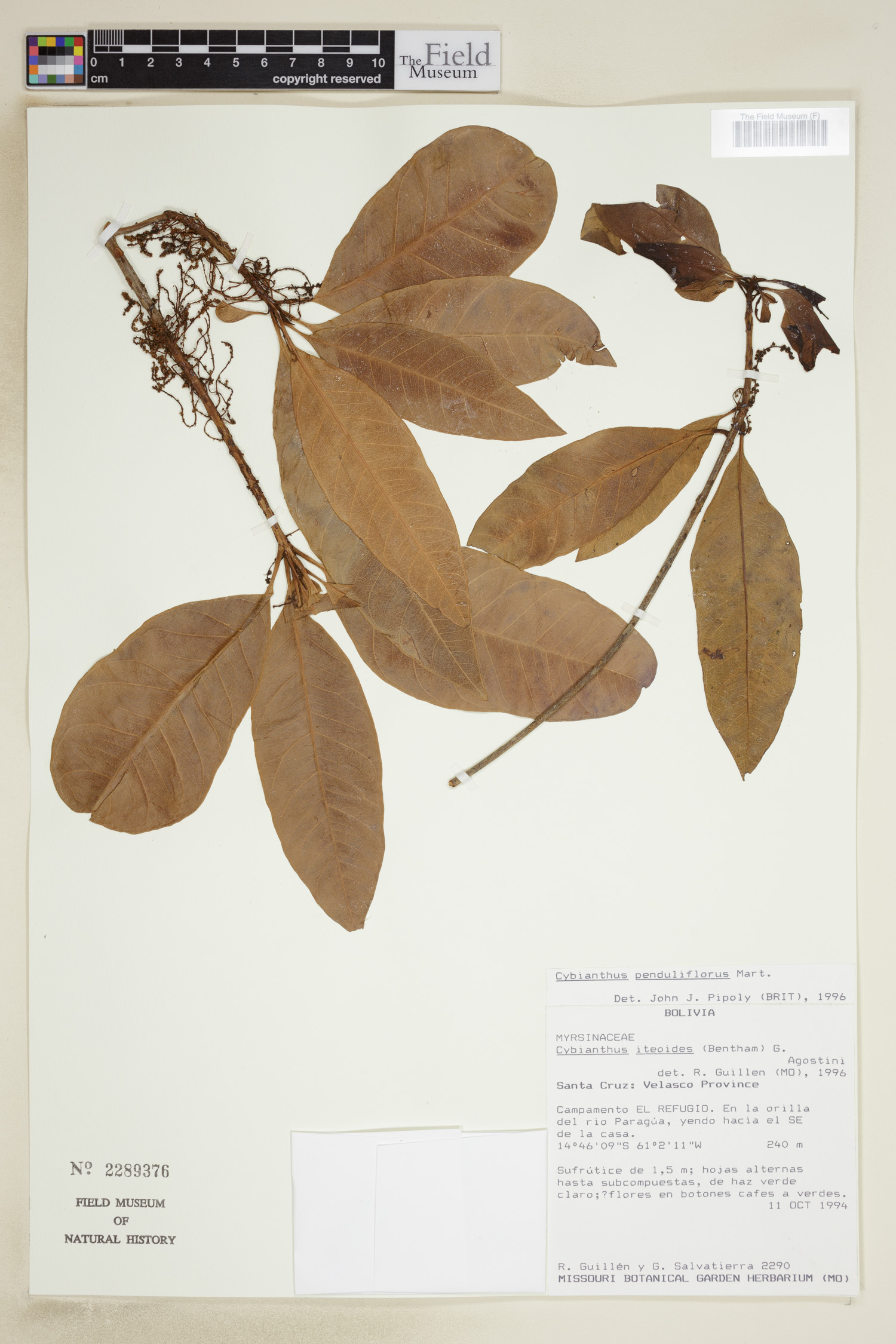 Cybianthus penduliflorus image