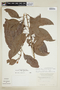 Cybianthus penduliflorus image