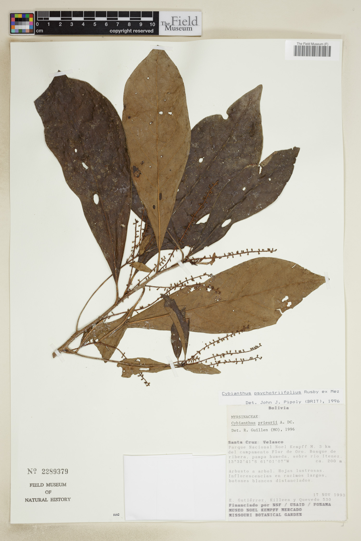 Cybianthus psychotriifolius image