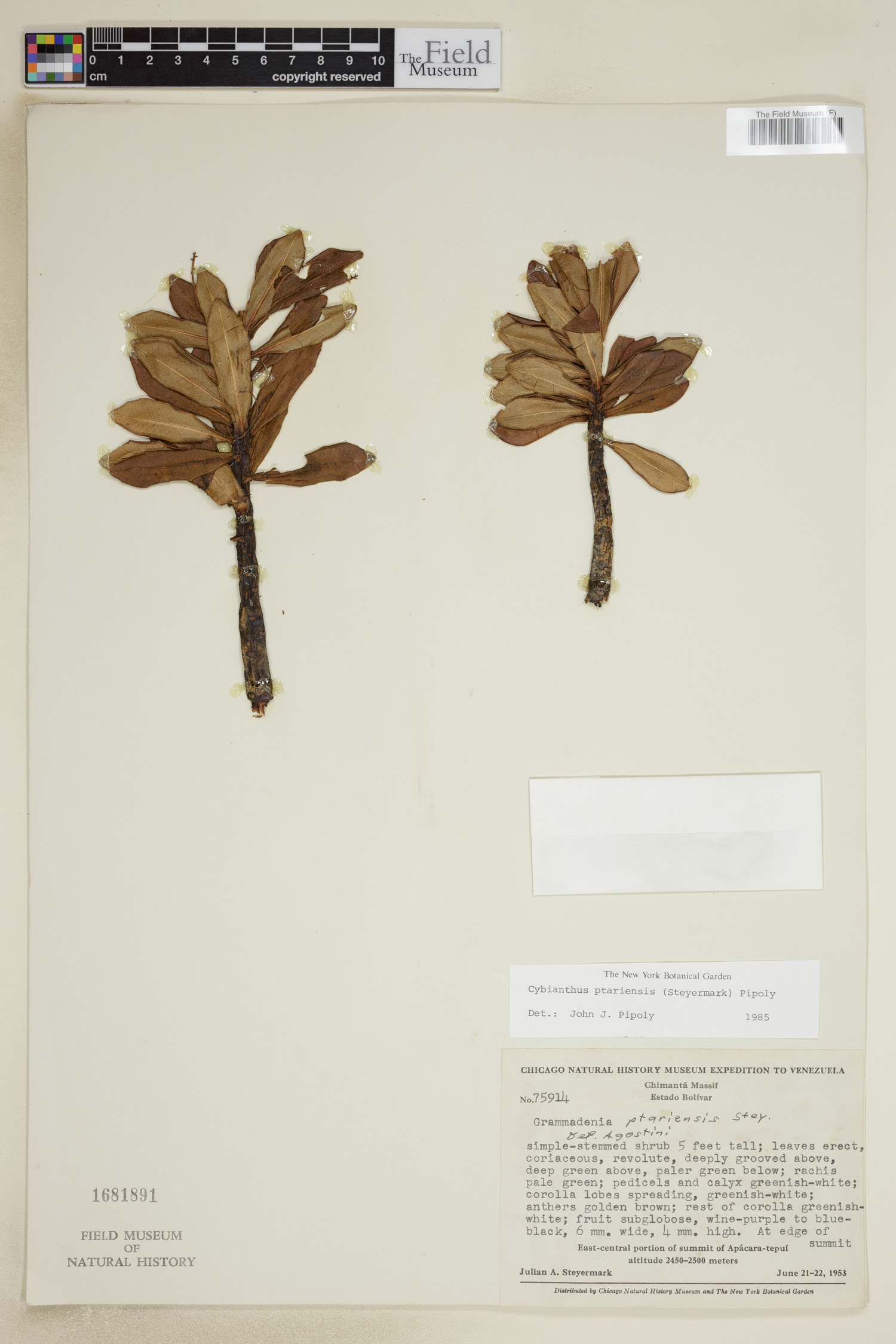 Cybianthus ptariensis image