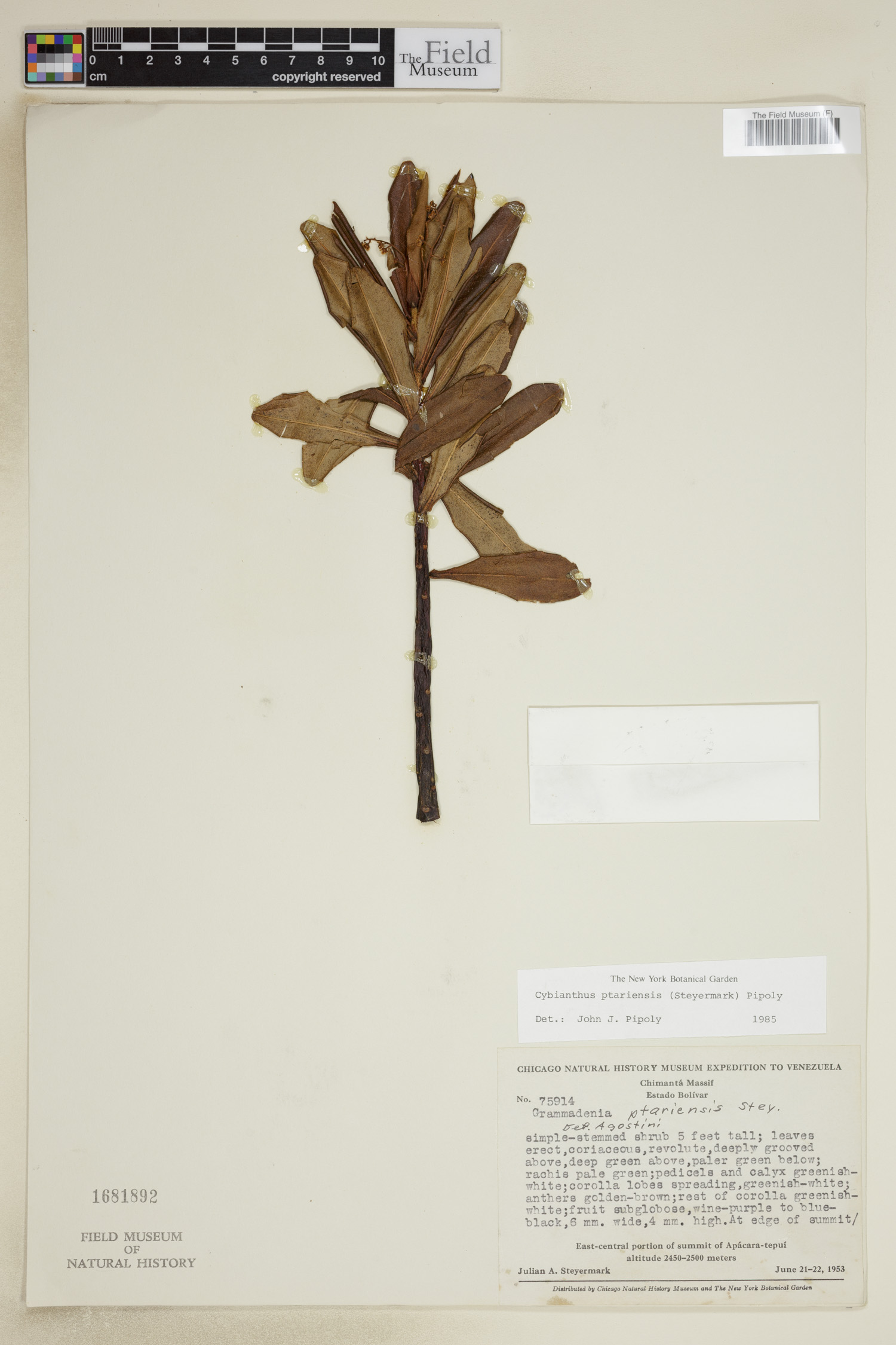 Cybianthus ptariensis image